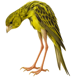 Spanish Giboso Canary